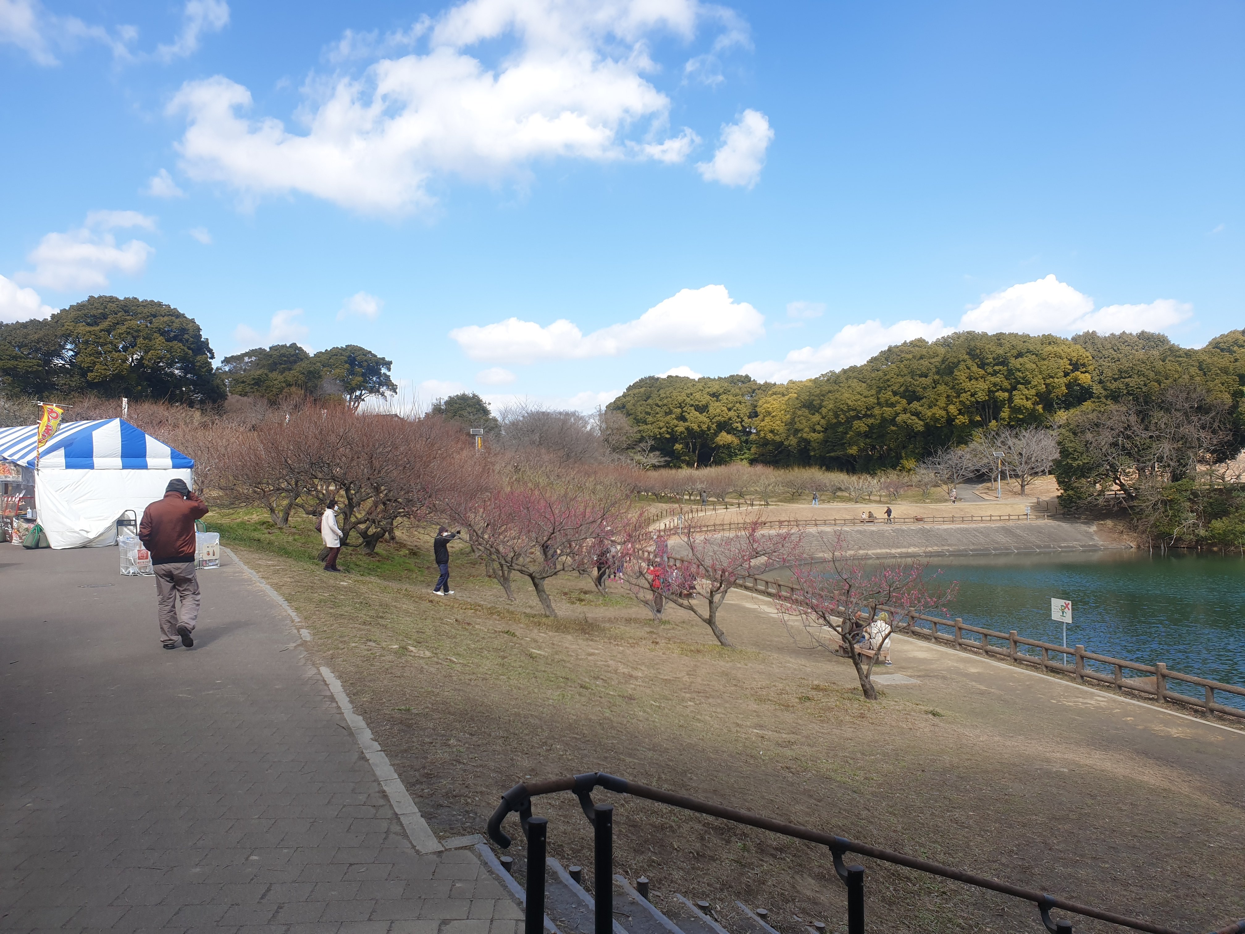 佐布里池には、愛知県で最大の本数と種類を誇る梅林があり、とても沢山の梅が咲き誇りますが、この日はまだまだでした。