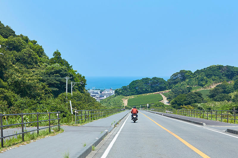 茶畑の向こうに海