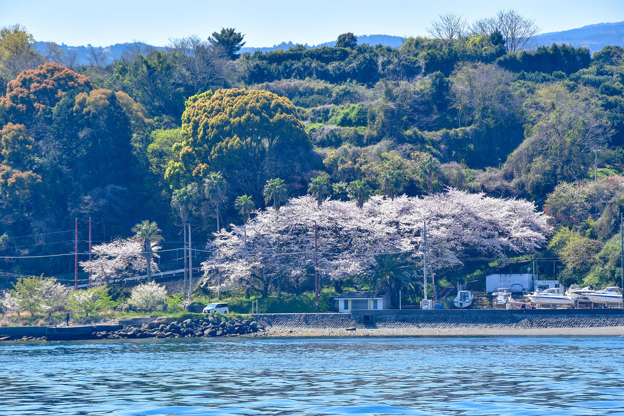 ツーリング途中で遭遇する桜もいいけれど、
