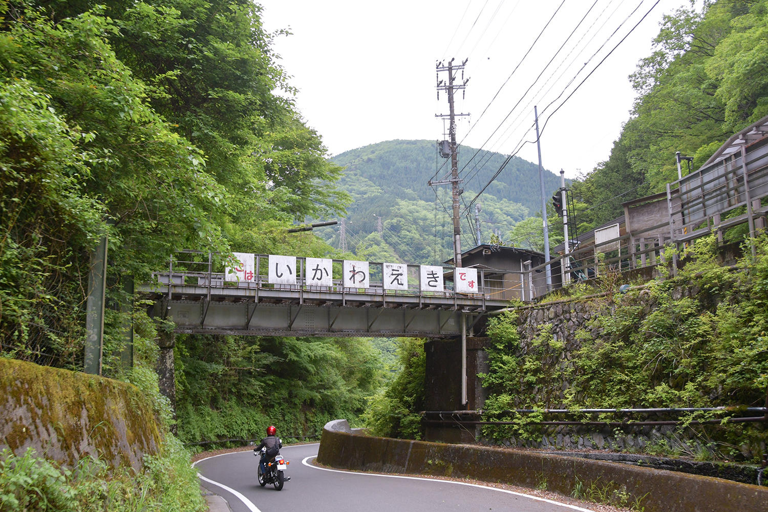 パーツを介してチラッと目にする、しっとりした緑が本当にきれいでした。