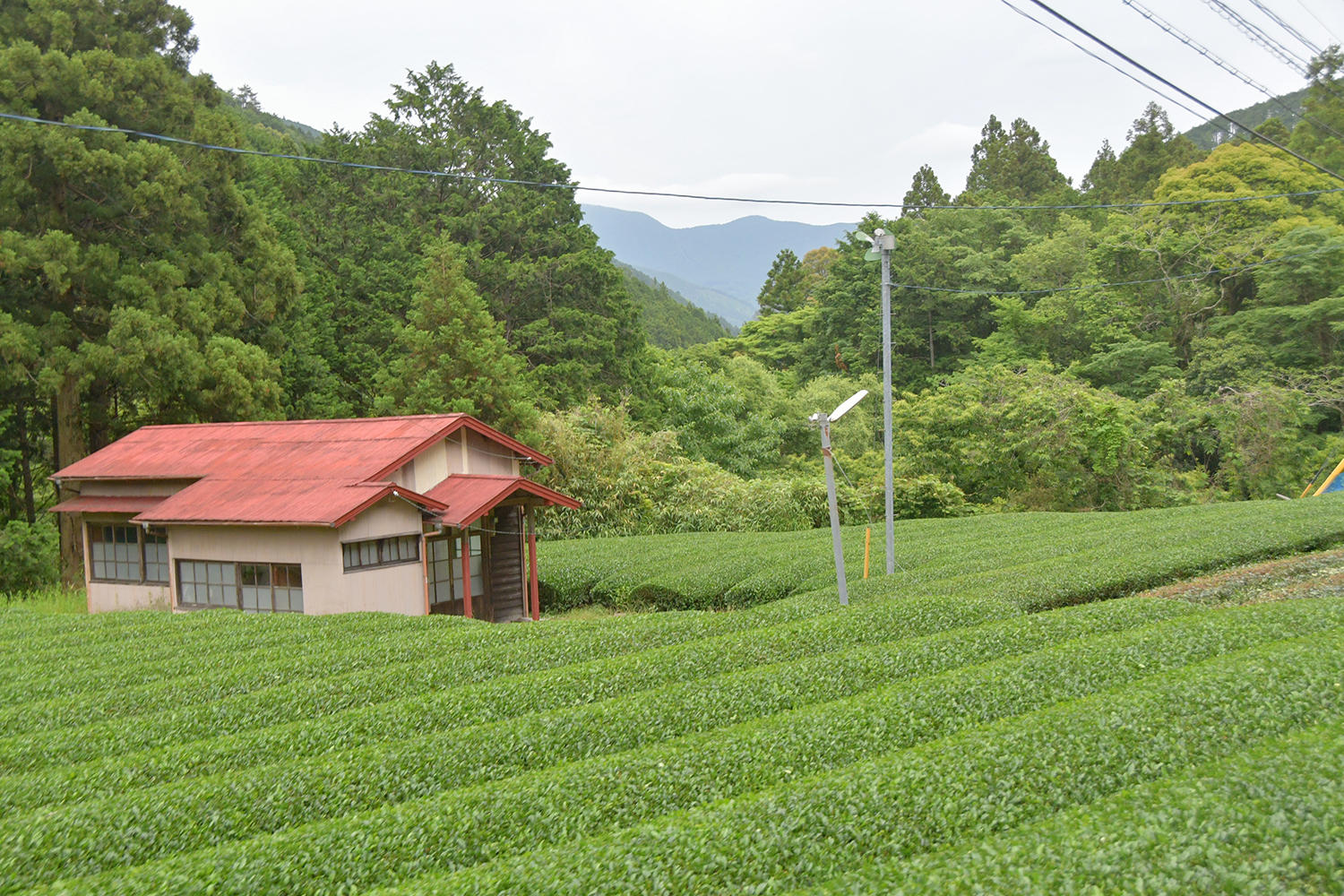 見るからにまだまだ山間部なのですが