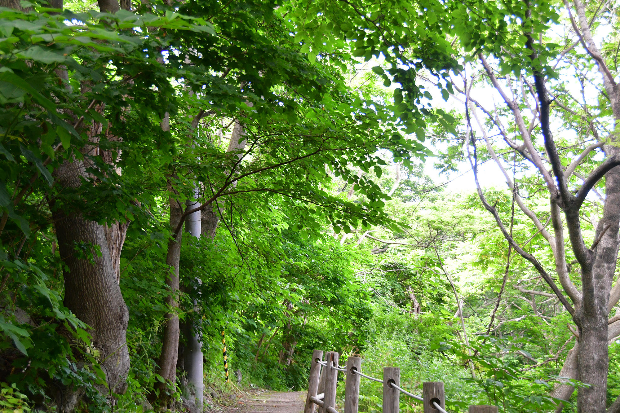 遊歩道を進みます。