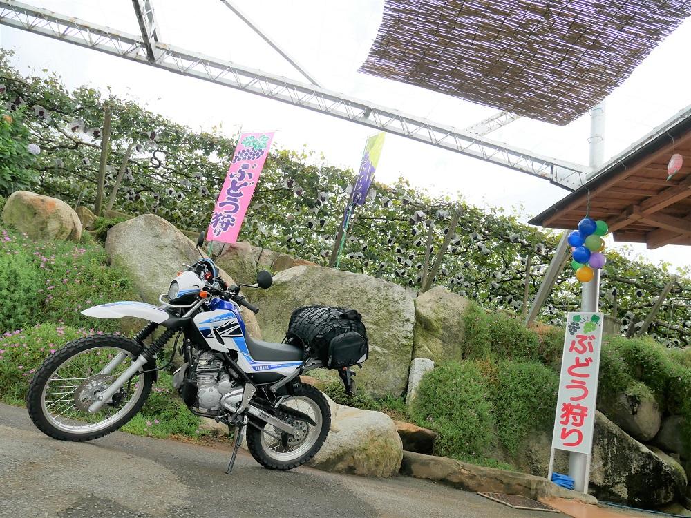 着くなり向かったのが、ぶどう狩りです！