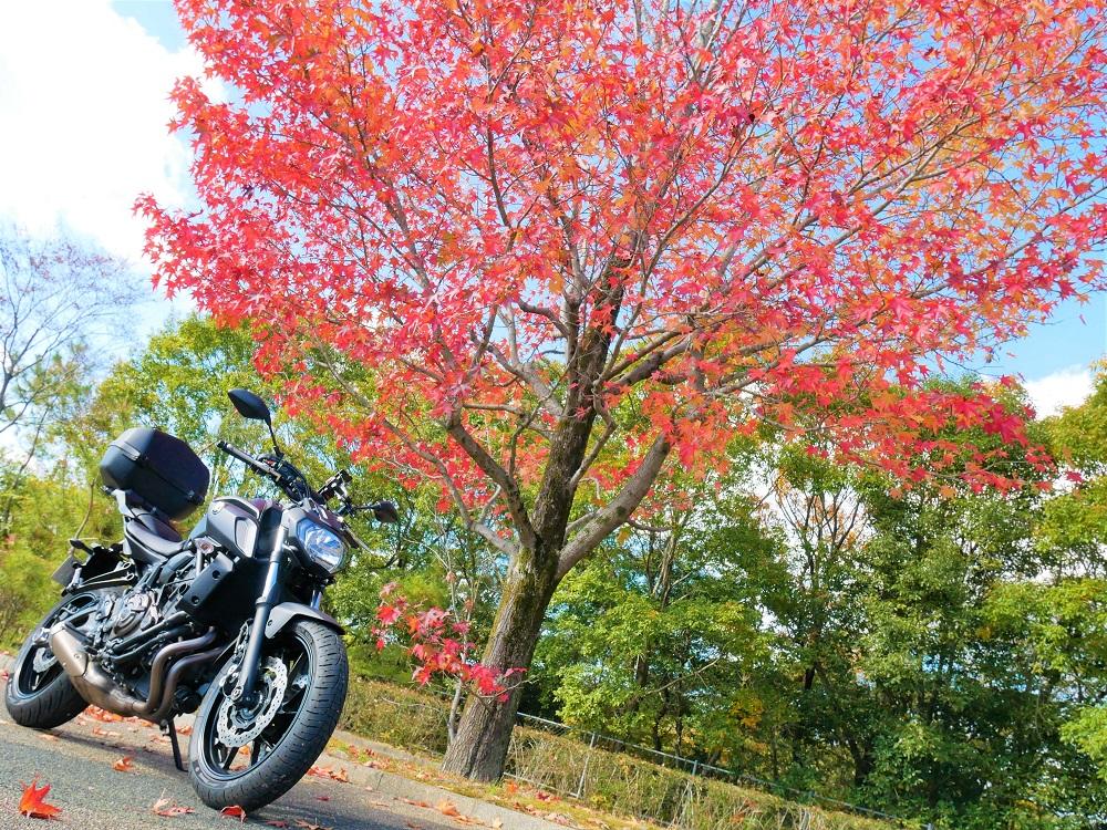 今年は割りと暖かい日が続きましたので、例年より長く紅葉を楽しめているように思います。