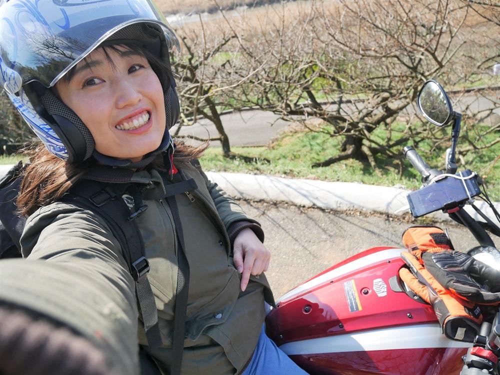 梅の木