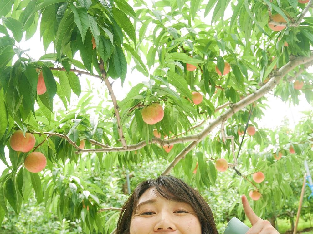 桃畑