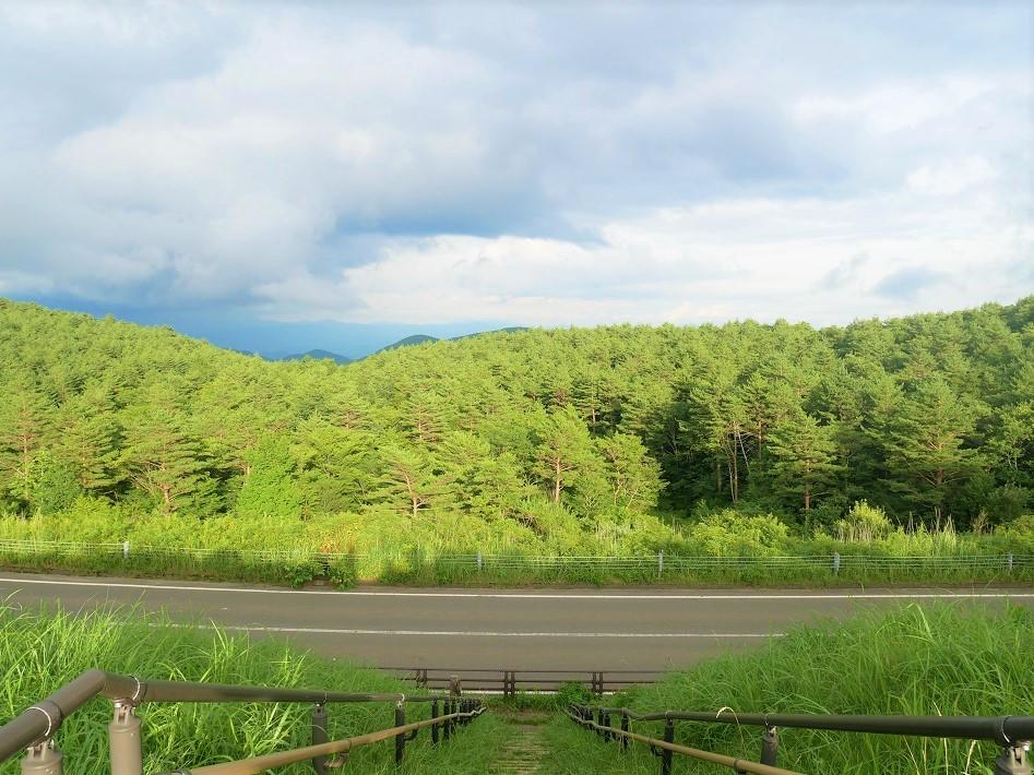 きぼっこの森景観