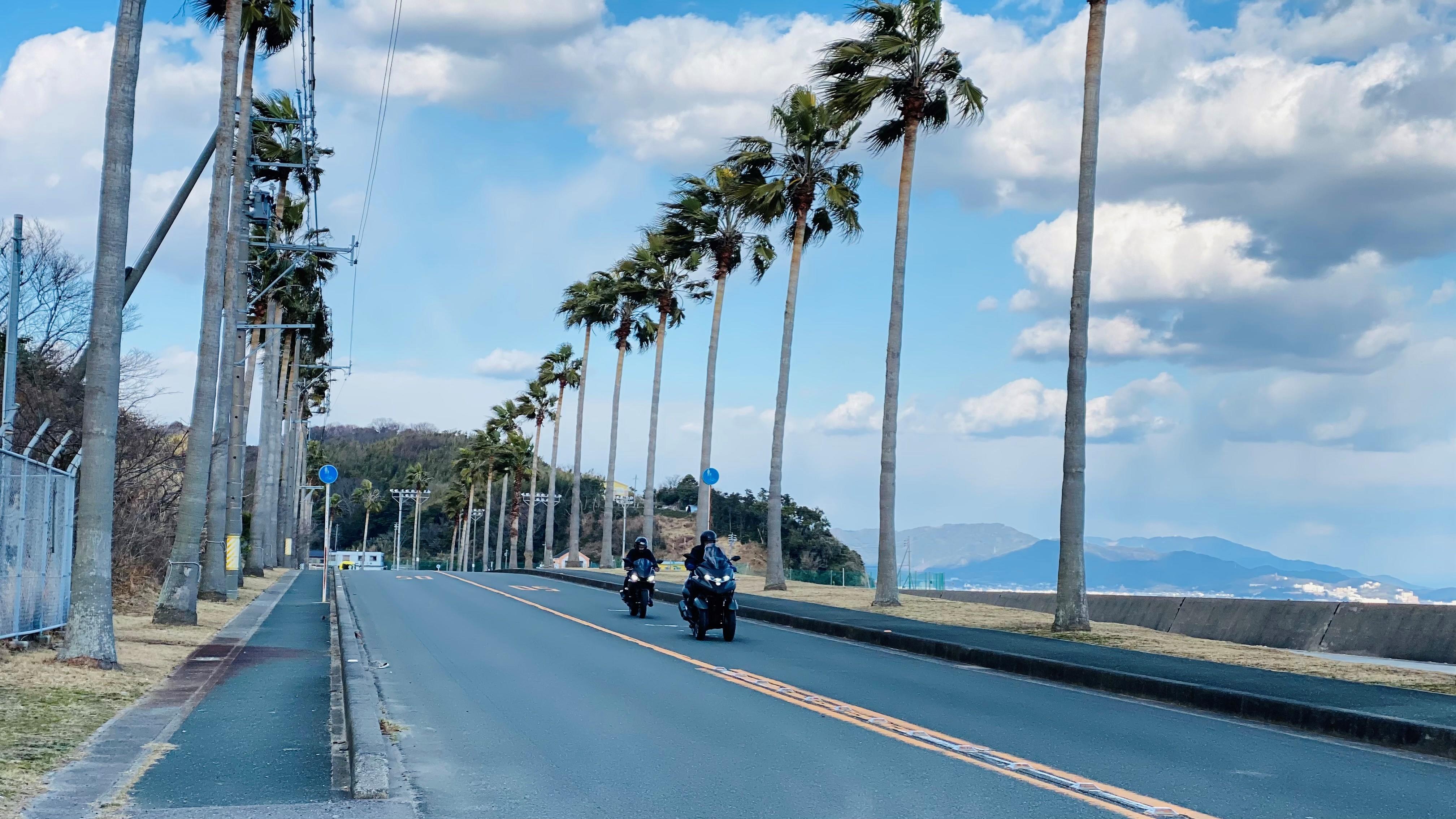 少し走るとヤシの木が並ぶ、異国情緒を感じさせる通りに出ました。アメリカの西海岸のような風景が広がっており、蒲郡市内の名前にちなみ、「ガマフォルニア」なんて呼ばれているそうです。