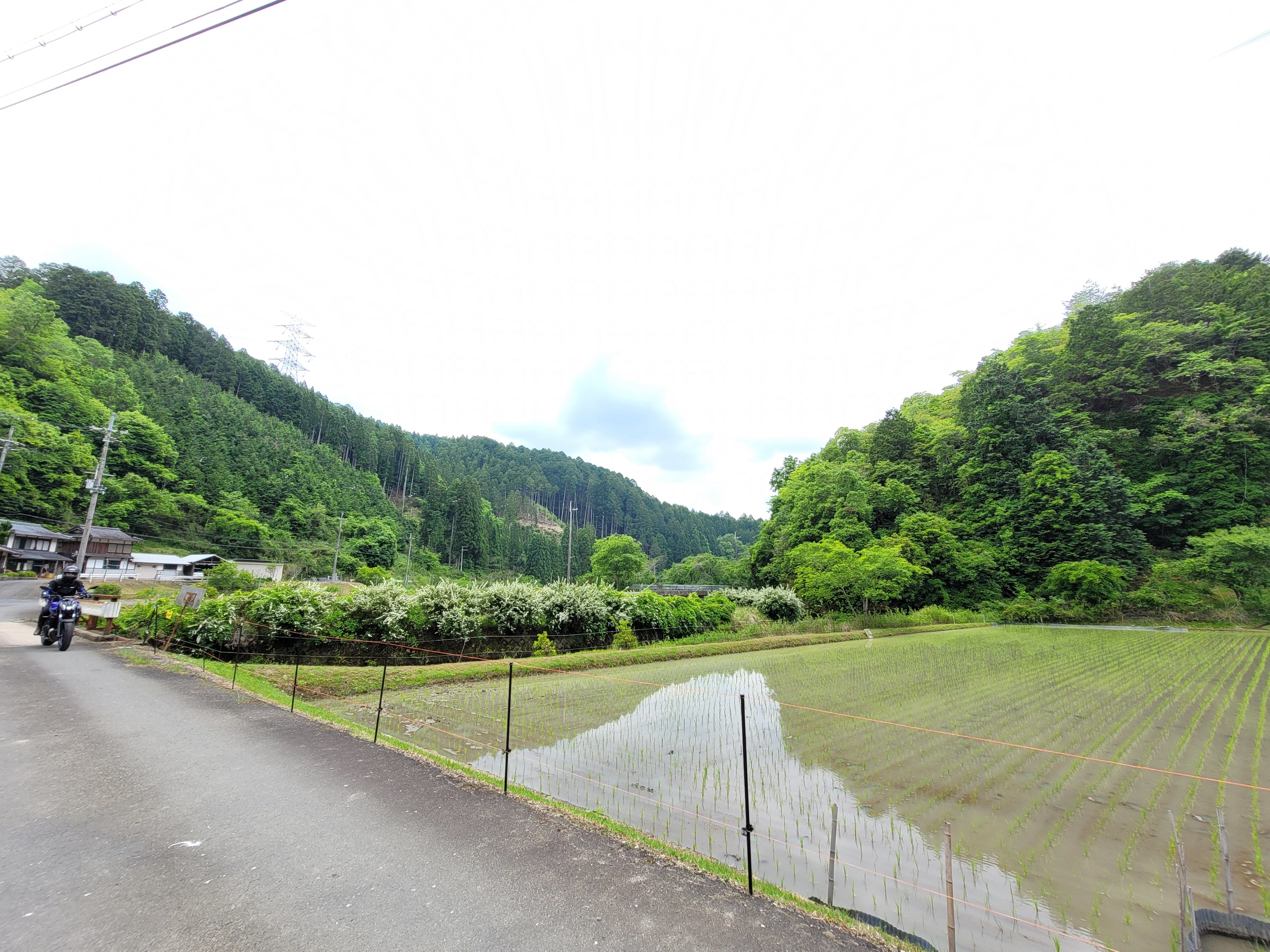 里山では田植え後の風景が、山あいではうぐいすの音も聞こえてきます