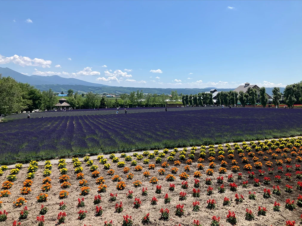 ファーム富田のラベンダー畑と花畑